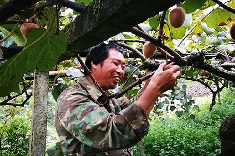 草莓苗栽种几天长新叶？