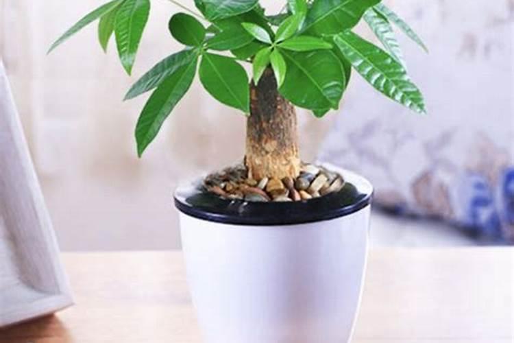 棉花亩产量多少斤