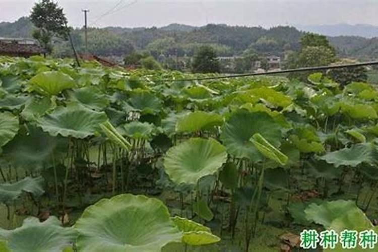 柑橘树专用肥料配方是什么？