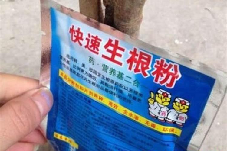 香芋种在水田行吗