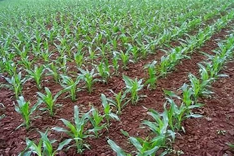 大香芋的种植方法