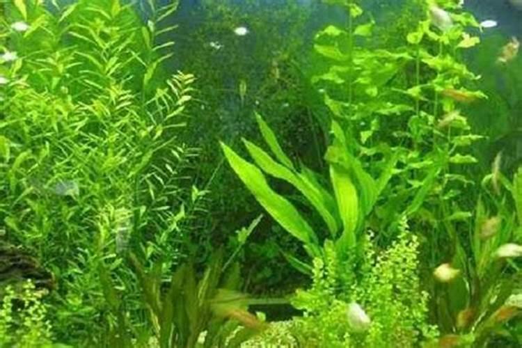 钾肥可以加水浇灌吗