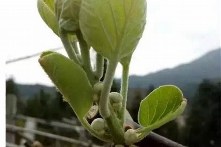 猕猴桃萌芽肥施什么肥最好