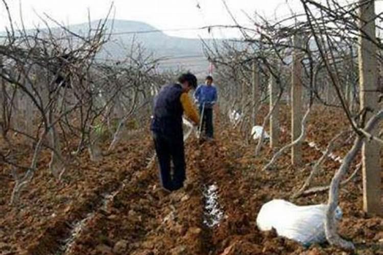 猕猴桃什么时间施叶面肥比较好？怎么施？