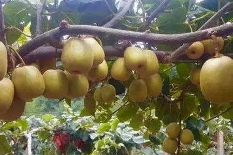 种猕猴桃施什么肥