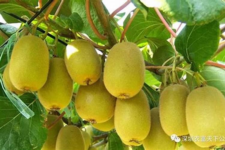 猕猴桃萌芽肥施什么肥最好