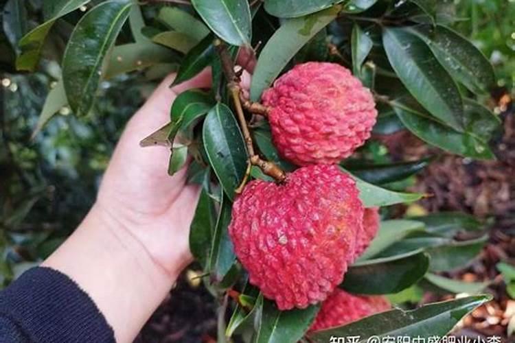 大樱桃在东北能种植吗？