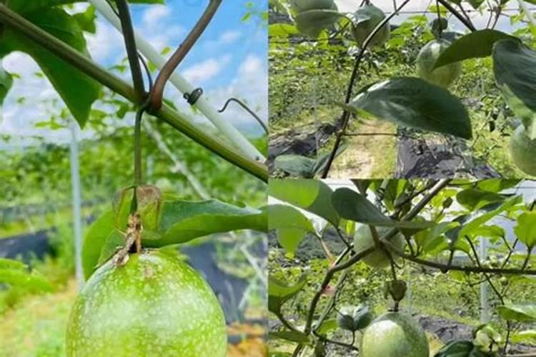 水稻拔节期多效唑怎么使用