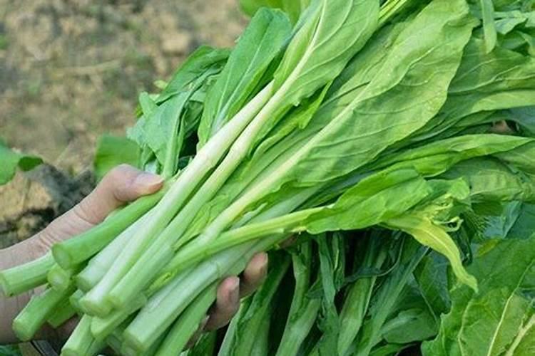 水稻打多效唑防倒伏最佳时期