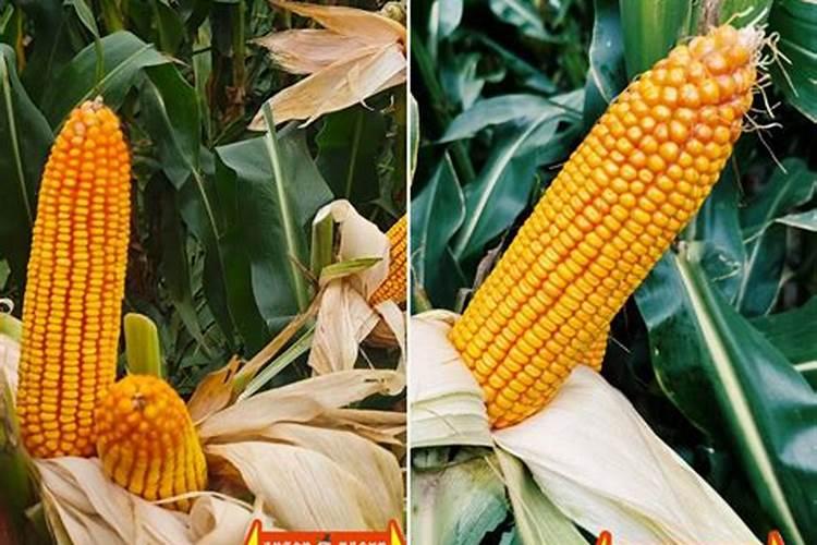 新型尿素都分为哪几种？分别都有什么特点？