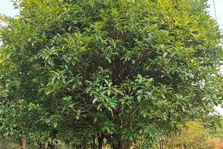 金桂的养殖方法及注意事项