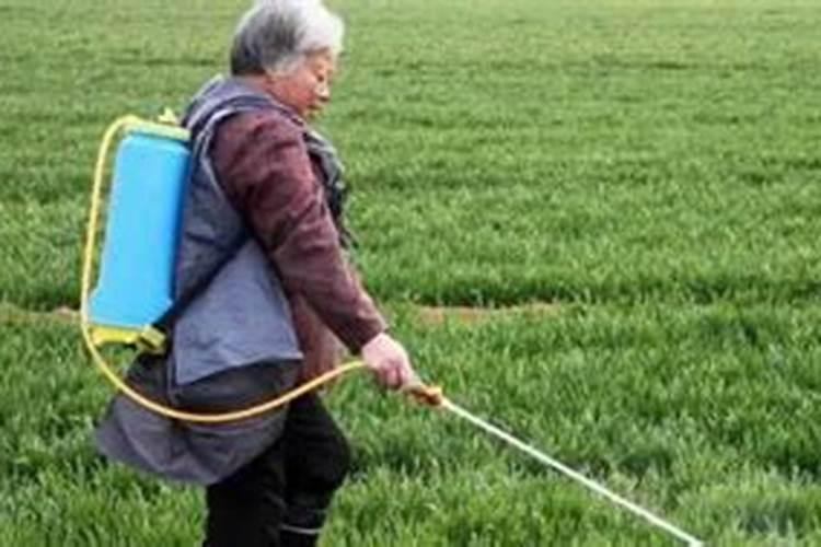 玉米抽穗期施什么肥