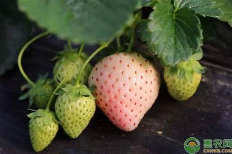 草莓开花时怎样施农家肥