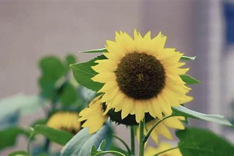 葡萄树怎么施肥