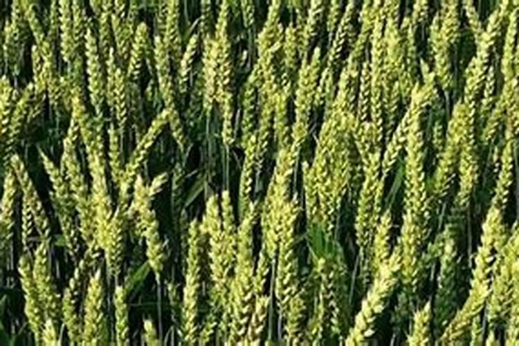 玫瑰花枝条怎样才能插活