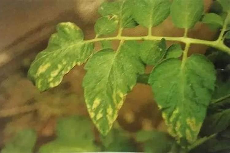 种植白菜应该如何施肥？白菜科学施肥技术!