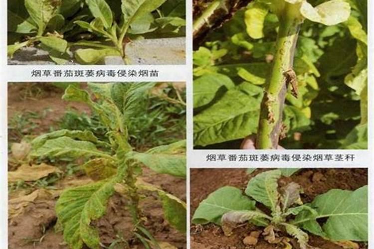 氮磷钾施肥过量,会有什么危害？