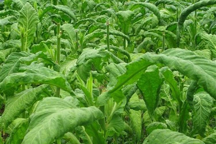 烤烟憨烟要打什么药