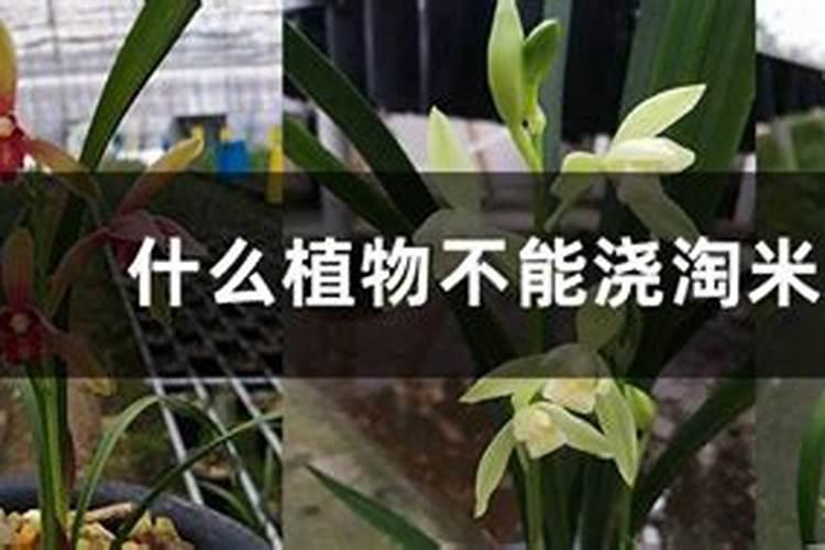 哪些花卉不能施复合肥
