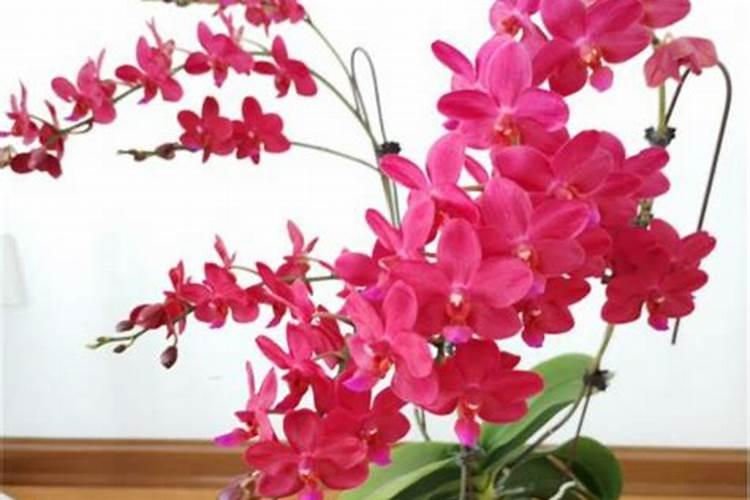 水容肥给果树多久施肥一次