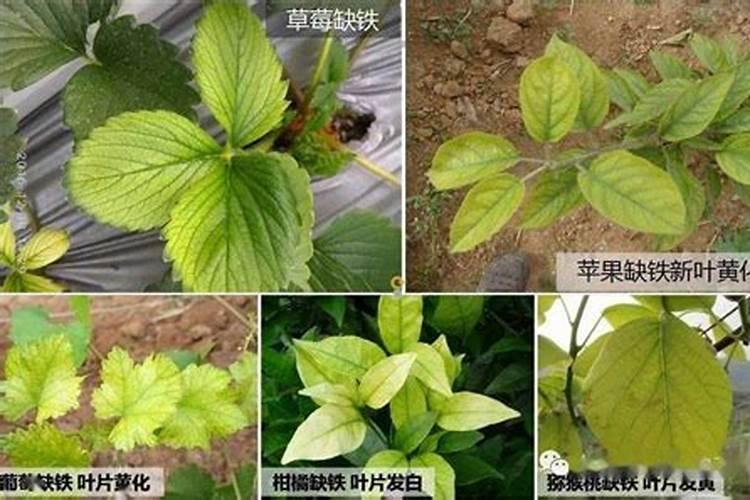 建兰施肥方法总结 建兰养殖技巧