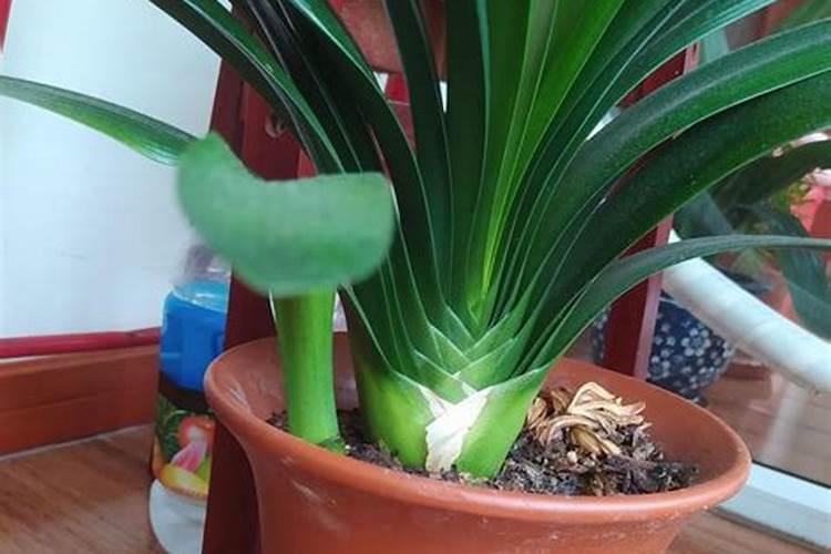 广九速生桉树苗广29四季可种