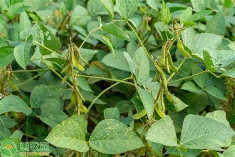 红小豆如何栽培 种植红小豆的要点是什么