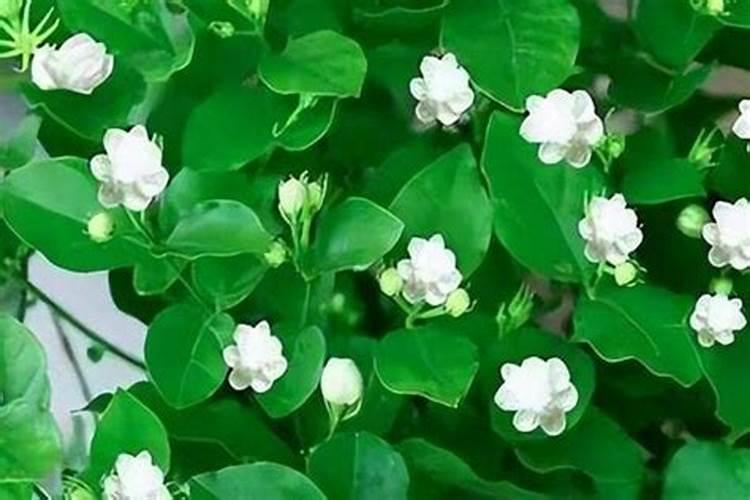 茉莉浇什么肥料合适