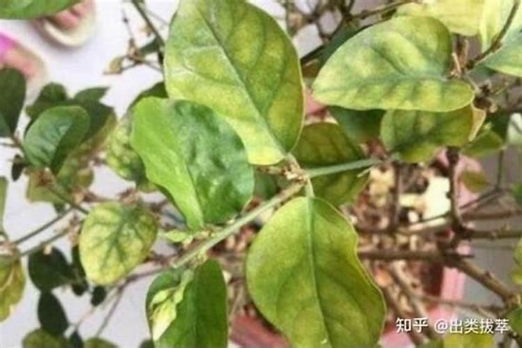 茉莉花怎么施肥施什么肥