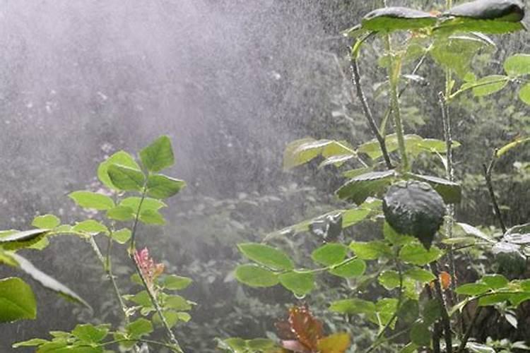 我的月季花的整个生长期该怎样施肥麻烦哪个大神告诉我一下？