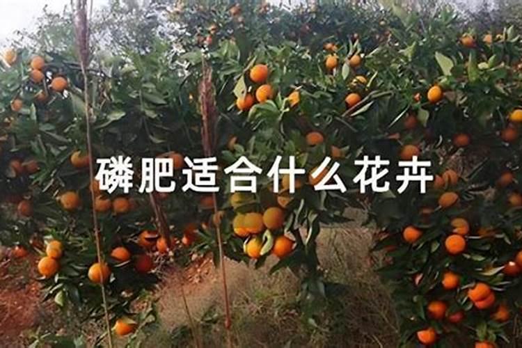 磷肥可以多浇什么花呢