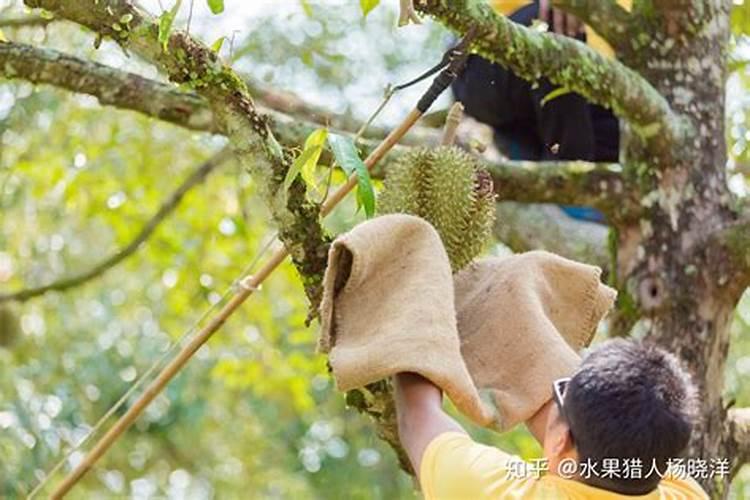 榴莲树尾部开花什么问题？