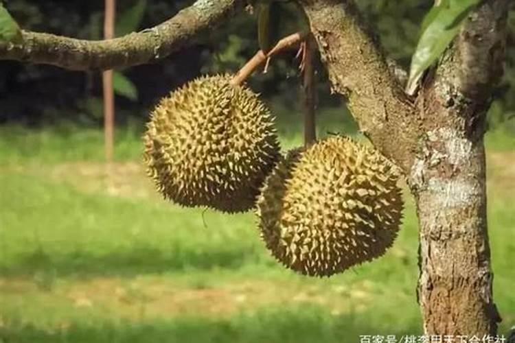 这些年你都见过哪些“炒”起来的水果？