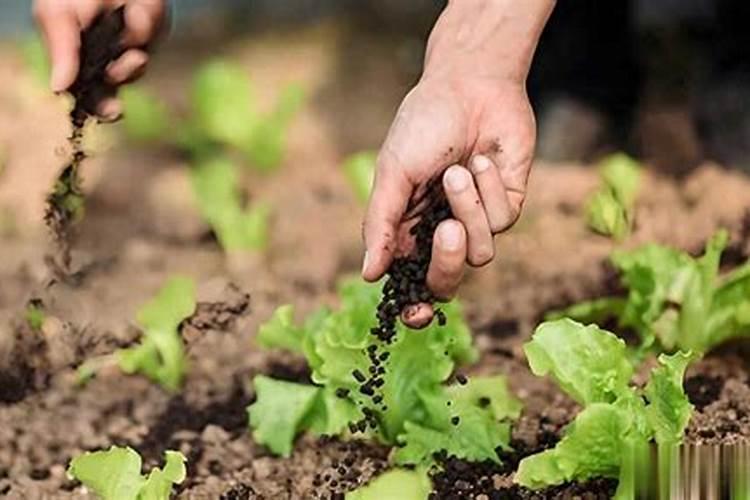 无机蔬菜有哪些