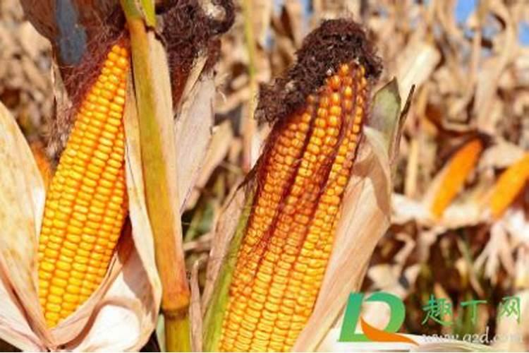 辣椒定根水用什么