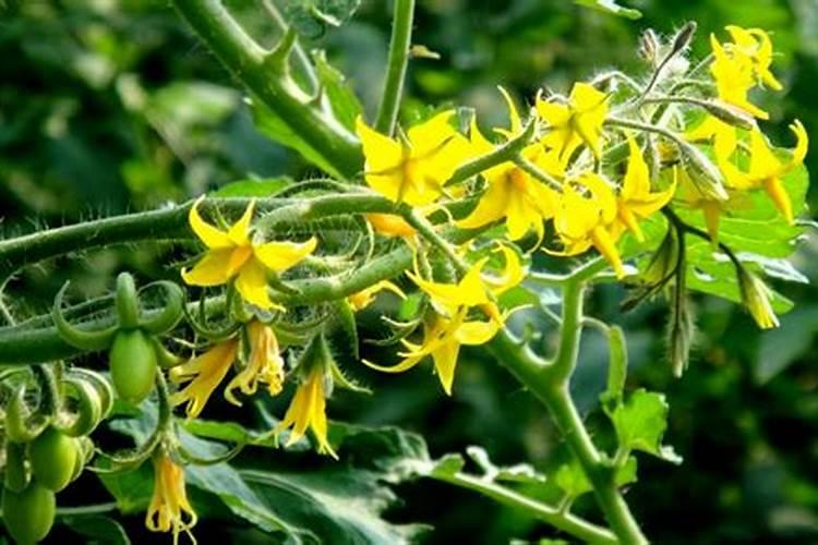西红柿开花期如何施肥 西红柿开花期怎么施肥