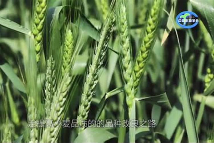 哪些氮肥有刺激性气味