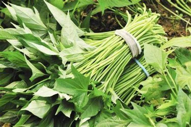 红薯喷施磷酸二氢钾最大浓度