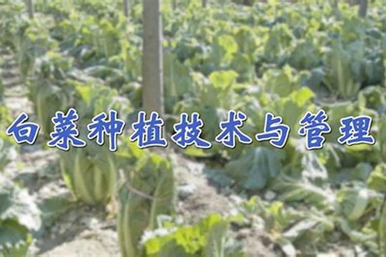 绣球、茉莉、茶花和月季都容易出现缺铁性黄叶,只浇酸性肥没效果