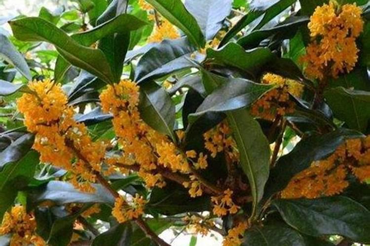 落地生根怎么浇水