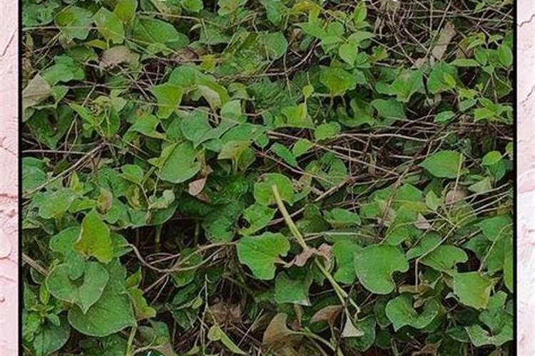 鱼腥草的高产施肥技巧 鱼腥草应该怎么种植