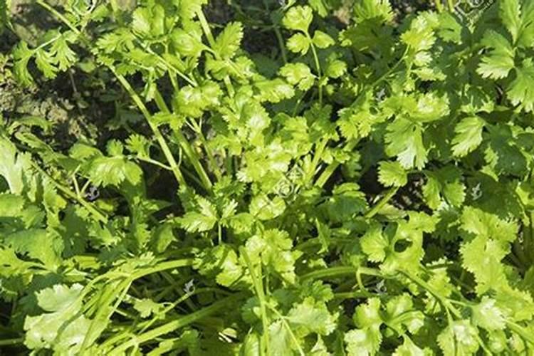 如何变别真假中化钾肥