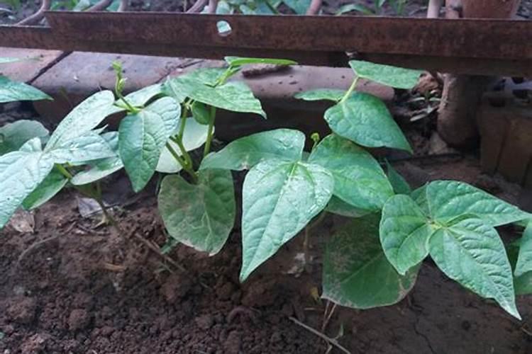 鉴别磷肥和钾肥的简易方法