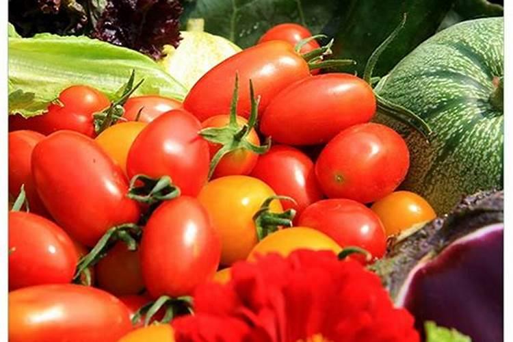 月季适合用什么肥料？