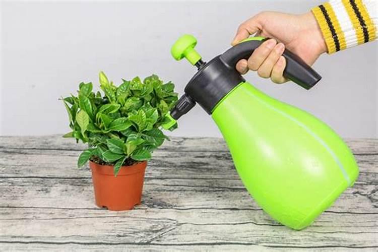 如何给栀子花施肥