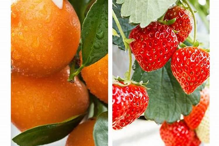 苹果树枝可以做什么？