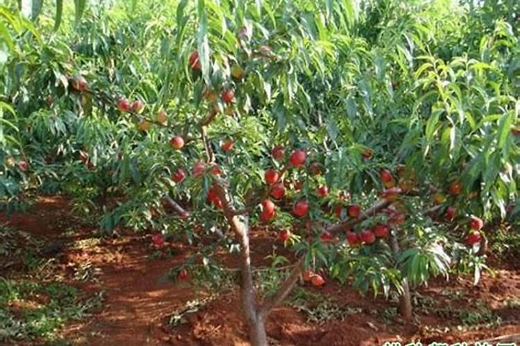 玉米追肥用尿素好还是用磷钾肥好