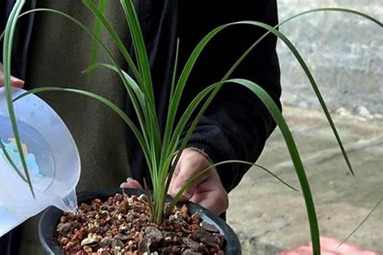 养兰花用什么肥料最好  促进兰花生根发芽的肥料