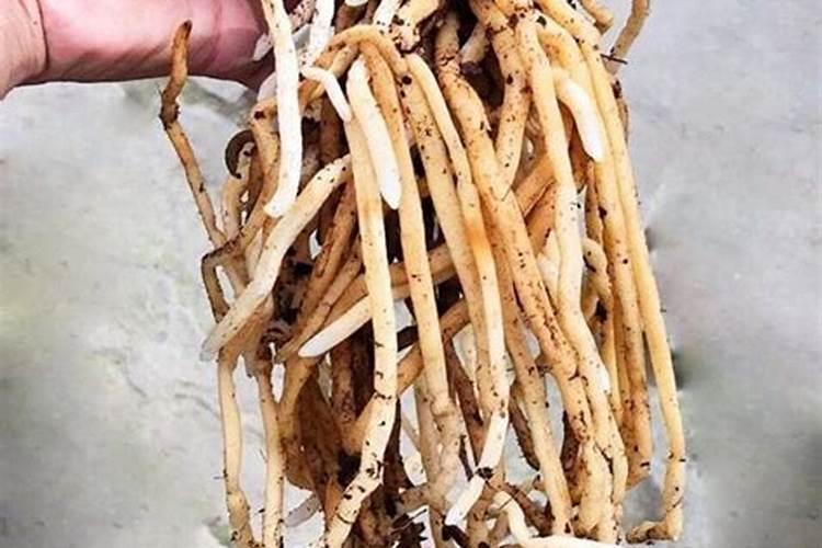 什么肥料对兰花发芽生根开花最好