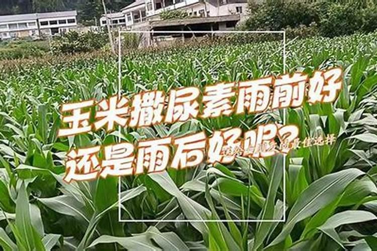 玉米追肥用尿素好还是复合肥好